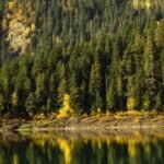 Bespravna sječa problem: Joković: Uskoro državno preduzeće za gazdovanje šumama