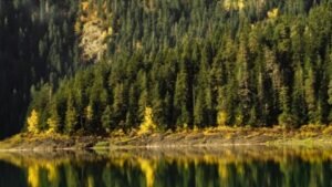 Bespravna sječa problem: Joković: Uskoro državno preduzeće za gazdovanje šumama