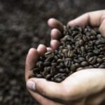 Prvi pad cijene kafe u godinu i po