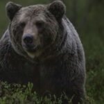 Medvjed na planini Buren kod Mojkovca napao stoku: Mještani u strahu