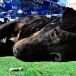 Uspavljivanje kućnih ljubimaca: ‘Kao kad izgubiš nekog bliskog’