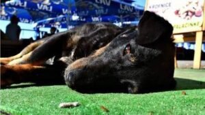 Uspavljivanje kućnih ljubimaca: ‘Kao kad izgubiš nekog bliskog’