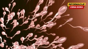 Studija pokazala: Spermatozoidi su aktivniji leti