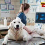 Veterinari bez licence, oprema bez dozvole