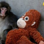 Tri razloga zbog kojih je internet opsjednut majmunom Pančom