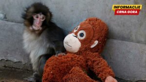 Tri razloga zbog kojih je internet opsjednut majmunom Pančom
