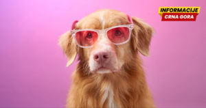 Koje boje smetaju psima, a koje ih umiruju?