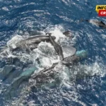 (VIDEO) Naučnici snimili ženku kita dok rađa – i ostale ženke koje pokušavaju da joj pomognu