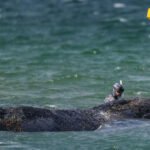 Kit zaplivao ka slobodi posle nemačke akcije spasavanja na Baltičkoj obali