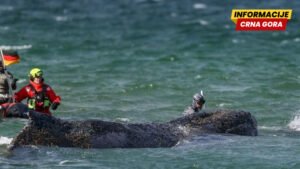 Kit zaplivao ka slobodi posle nemačke akcije spasavanja na Baltičkoj obali