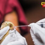 MPŠV: Vlasnici farmi u Bijelom Polju nadležnima prećutali masovno uginuće živine, slučaj predat tužilaštvu