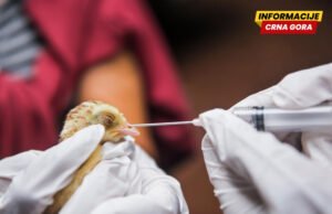 MPŠV: Vlasnici farmi u Bijelom Polju nadležnima prećutali masovno uginuće živine, slučaj predat tužilaštvu