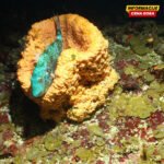 Spektakularne fotografije otkrivaju jedinstvena morska stvorenja i korale oko Karipskih ostrva