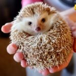 ‘Čuješ li me’: Tajnoviti svijet sluha ježeva