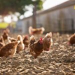 Krivične prijave protiv farmera iz Bijelog Polja zbog širenja ptičjeg gripa