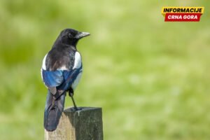 Potvrđen slučaj ptičjeg gripa kod divljih ptica