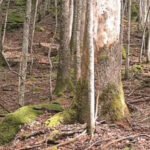 VIDEO Susret divlje mačke i srne u NP Biogradska gora