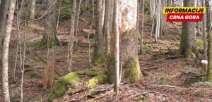 VIDEO Susret divlje mačke i srne u NP Biogradska gora