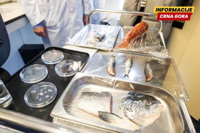 Španski istraživači razvili jeftinu vještačku rožnjaču od ribljih krljušti