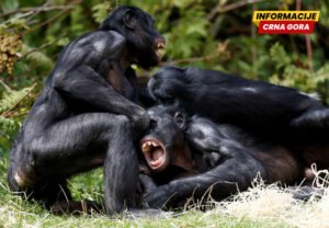 Da li su bonobi zaista miroljubivi pandan šimpanzama? Nova studija kaže da nijesu