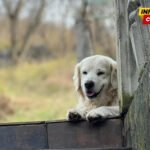 NVO “Kuća životinja”: Porodični pas usmrćen u Podgorici