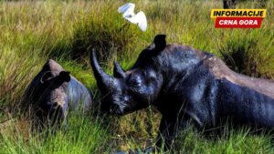 Poslije 40 godina bijeli nosorozi koje su krivolovci istrebljivali, vraćeni u divljinu Ugande