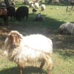 “Zetska žuja” kod tužioca: NVO Buša podnijela krivičnu prijavu zbog raspodjele novca za autohtone rase