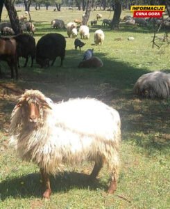 “Zetska žuja” kod tužioca: NVO Buša podnijela krivičnu prijavu zbog raspodjele novca za autohtone rase