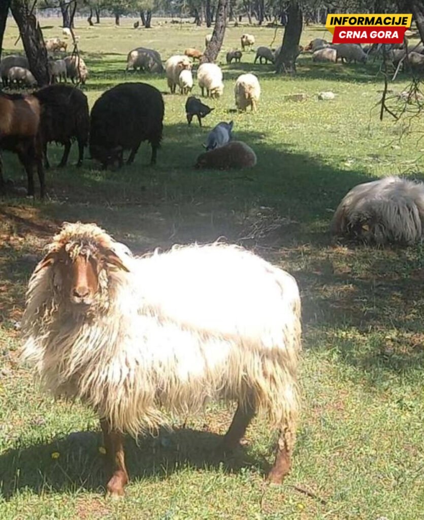 "Zetska žuja" kod tužioca: NVO Buša podnijela krivičnu prijavu zbog raspodjele novca za autohtone rase