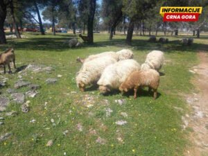 Ministarstvo poljoprivrede: Nastojimo da sačuvamo autohtone rase