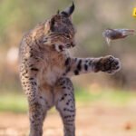 Razigrani ris, usnuli polarni medvedi, vrhunska kamuflaža: Najbolje fotografije prirode