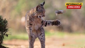 Razigrani ris, usnuli polarni medvedi, vrhunska kamuflaža: Najbolje fotografije prirode