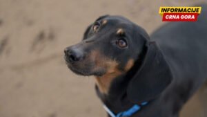 Naučnici: Pas je postao čovekov najbolji prijatelj mnogo ranije nego što se mislilo
