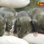 Studija na miševima pokazala da ponovljeno kloniranje izaziva teške genetske mutacije