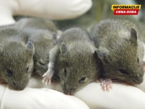 Studija na miševima pokazala da ponovljeno kloniranje izaziva teške genetske mutacije