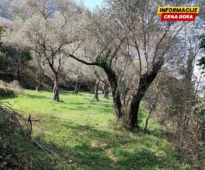 Maslinarsko društvo “Boka” učestvovalo na Međunarodnom susretu maslinara i uljara “Noćnjak 2026”