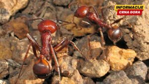 Cvjeta trgovina mravima: Jedan košta i do 190 evra
