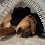 Odgođena akcija udomljavanja pasa i mačaka iz Dumovca na Trgu bana Jelačića