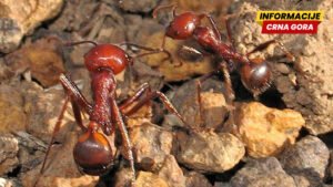 Cveta trgovina mravima: Jedan košta i do 190 evra