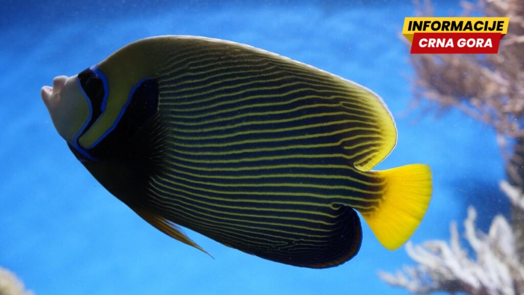 Nova tropska riba otkrivena u Grčkoj: Mediteran se zagrijeva oko 20 odsto brže od globalnog prosjeka