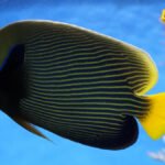 Nova tropska riba otkrivena u Grčkoj: Mediteran se zagrijeva oko 20 odsto brže od globalnog prosjeka