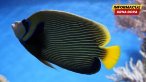 Nova tropska riba otkrivena u Grčkoj: Mediteran se zagrijeva oko 20 odsto brže od globalnog prosjeka