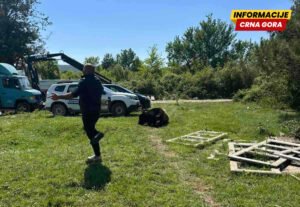 NVO “Prijatelji životinja Podgorica”: Tivatska komunalna služba navodno puca na napuštenu krupnu stoku