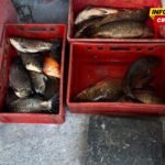 Procesuirana jedna osoba zbog nelegalne prodaje jezerske ribe