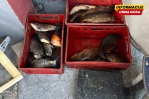 Procesuirana jedna osoba zbog nelegalne prodaje jezerske ribe