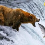 Kakva je sudbina američke divljine u Trampovim rukama