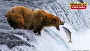 Kakva je sudbina američke divljine u Trampovim rukama