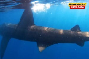 VIDEO U Jadranu snimljena ajkula od sedam metara