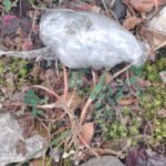 Krivična prijava protiv tri maloljetnika, policija pronašla pakovanje marihuane koje su izbacili iz vozila