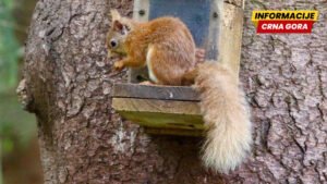 ‘Jezička greška’: Festival prirode pomešali sa nudističkim događajem